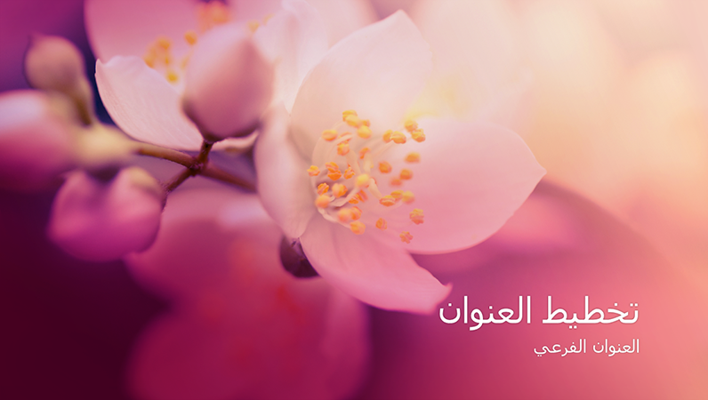 العرض التقديمي لطبيعة أزهار الكرز (شاشة عريضة) العرض التقديمي لطبيعة أزهار الكرز (شاشة عريضة)