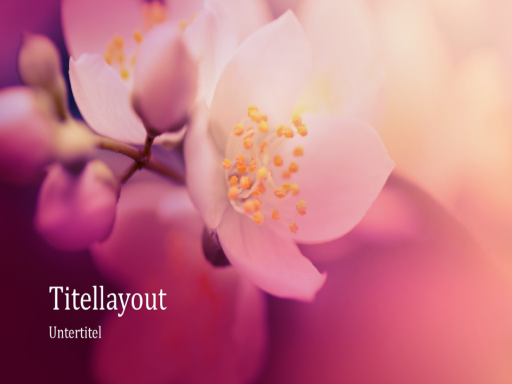 Naturpräsentation "Kirschblüte" (Breitbild)