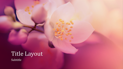 Cherry blossom nature presentation (widescreen) Cherry blossom nature presentation (widescreen)