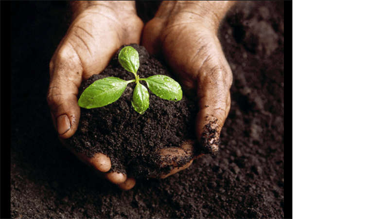 Young plant image slide Young plant image slide