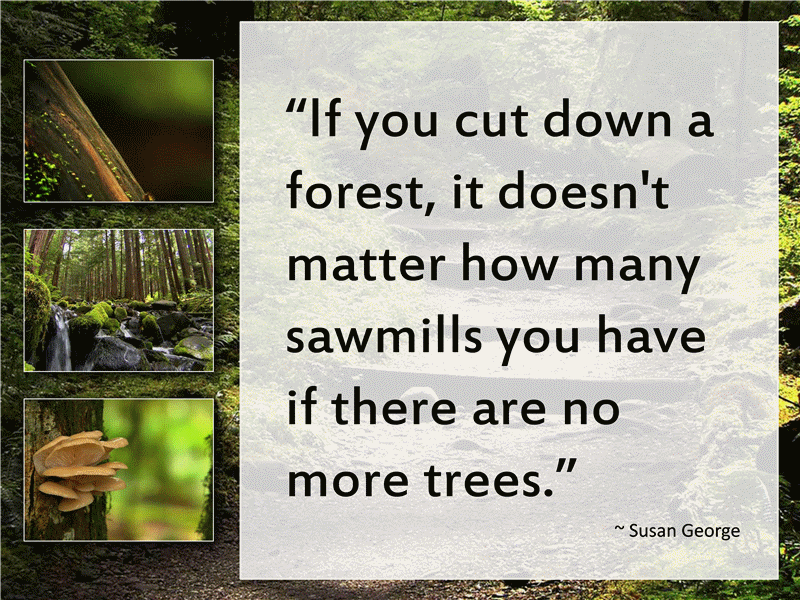 Forest (with video) Forest (with video)