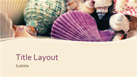 Colorful seashell collection