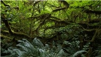 Animation slide: Scrolling text over rainforest background (widescreen)