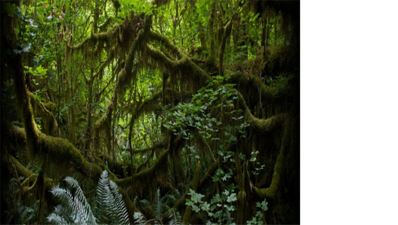 Testo animato scorrevole su sfondo con foresta tropicale Testo animato scorrevole su sfondo con foresta tropicale