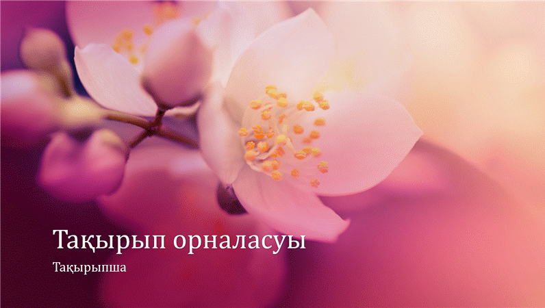 Шие гүлі көрмесі (кең экран) Шие гүлі көрмесі (кең экран)