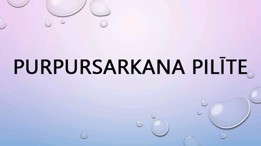 Purpursarkana lāsīte Purpursarkana lāsīte