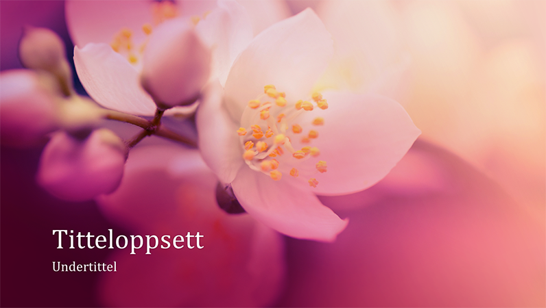 Naturpresentasjon med kirsebærblomstring (bredformat) Naturpresentasjon med kirsebærblomstring (bredformat)