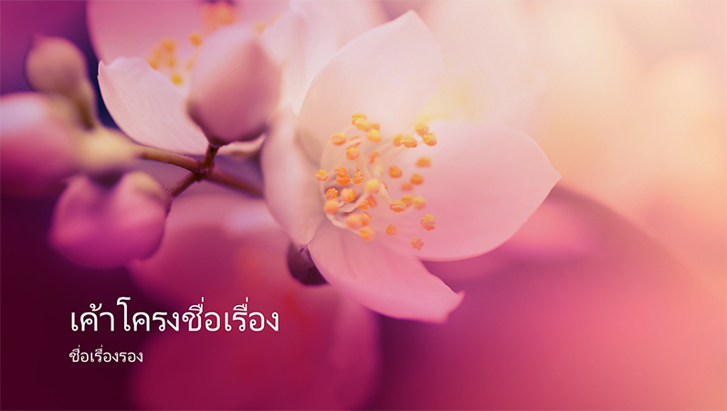 งานนำเสนอธรรมชาติดอกซากุระ (จอกว้าง) งานนำเสนอธรรมชาติดอกซากุระ (จอกว้าง)