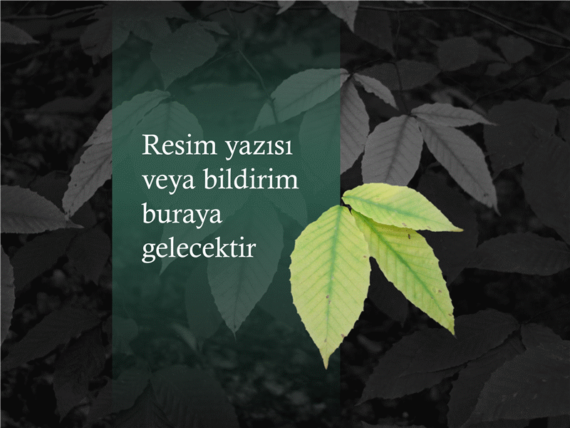 Arka planı kaldırılmış resim Arka planı kaldırılmış resim