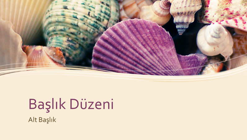 Renkli deniz kabuğu koleksiyonu Renkli deniz kabuğu koleksiyonu