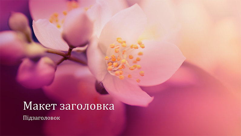 Презентація на тему природи "Квітуча вишня" (широкоформатна) Презентація на тему природи "Квітуча вишня" (широкоформатна)